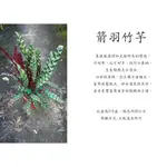 心栽花坊-箭羽竹芋/箭尾竹芋/貓眼竹芋/5吋盆/觀葉植物/室內植物/綠化植物/售價250特價200