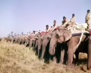 Royal Tour to Nepal A general scene during a Tiger hunt which Quee- Old Photo 8