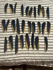feathers for craft Lot. Blue And Gold Macaw Naturally Shed