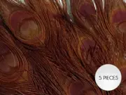5 Pieces – Chocolate Brown Bleached & Dyed Peacock Tail Eye Feathers 10-12” Long