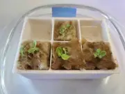 Germination Setup for Hydroponics | 3D Printed Plant Propagation (PR-02)