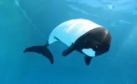 在飛比找KLOOK 客路優惠-仙台海洋森林水族館門票