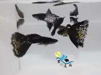 在飛比找露天拍賣優惠-純品系 黑蛇王孔雀魚 (一對) 純品系孔雀魚專區 活體宅配 