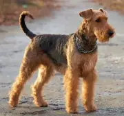Pet Stone Memorial Grave Marker granite Plaque Human headstone Airedale Terrier