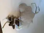 Pottery Barn Kids Musical Pull Crib Toy Bear And Cloud New