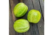 CUCUMBER 'Richmond Green Apple' seeds