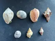 #6300 Beautiful lot of 7 different rare approx. 23-44mm sea snail shells