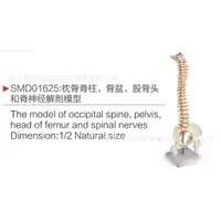 在飛比找蝦皮購物優惠-SMD01625枕骨脊柱、骨盆、股骨頭和脊神經解剖模型