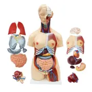 NEW Human Torso Model for Men and Women 25PCS/Set Detachable Manikin Torso Model