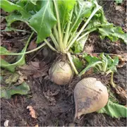 Beetroot - White Albino seeds