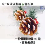 聖誕樹材料包/現貨/雪白松果/松果子/天然干松果