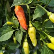 Chilli - Sherwoods Carbonero seeds
