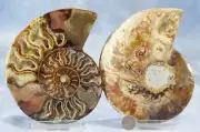 Large Ammonite Split Pair Crystals 5.7" 110myo Dinosaur age 144mm Fossil 4323cc