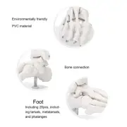 Foot Ankle Joint Model Demonstration Human Foot Teaching Model With Base DP3