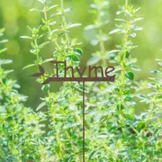 Thyme Garden Stake