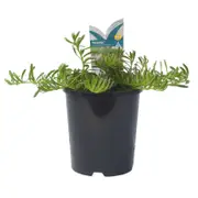 140mm Yareena - Myoporum Parvifolium 'PAV01'