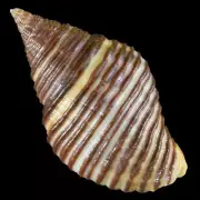 POLLIA UNDOSA (Tamil Nadu, India) 25.2mm #47523