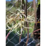 原生種 石斛蘭 澳洲 DENDROBIUM TERETIFOLIUM 鉛筆石斛