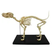 Dog Skeleton Model Dog Anatomy Animal Teaching Model Laboratory Veterinary Teaching Demonstration Tool as shown