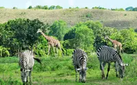 在飛比找KLOOK 客路優惠-科隆卡拉威特島野生動物園＆海灘之旅