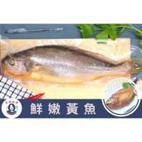 在飛比找蝦皮購物優惠-【長順漁產】鮮嫩黃魚|肉質肥美|大小任君挑選|三清(去鱗、去