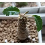 多肉植物 桑科 琉桑 DORSTENIA FOETIDA