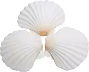 25Pcs Scallop Shells for Crafts, 2-3 Inches White Large Natural Seashells for DI