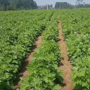 🔥🥬全網最低價一元一粒【艾草種子】 四季可種植 易種植 可食用 可驅蚊 藥用艾草種子 高發芽