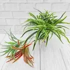 Plastic Silk Chlorophytum Branch Simulation Chlorophytum Office Decoration