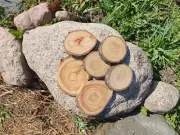 Wooden Log Discs #7 Wood Slices 2-11cm Round Wedding Coasters Saw cuts for DIY