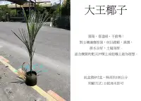 在飛比找Yahoo!奇摩拍賣優惠-心栽花坊-大王椰子/8吋/綠籬植物/綠化環境/售價400特價