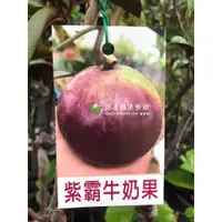 在飛比找蝦皮購物優惠-勿直接下標 紫霸牛奶果 牛奶果苗 樹苗 嫁接 大果 不是 紫