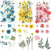 iFancer Dried Pressed Flowers for Resin Small Real Pressed Flowers Natural Dry Leaves Bulk for Scrapbooking Resin Jewelry Card Candle Making DIY Art Crafts