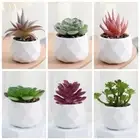 Evergreen Artificial Succulent Cactus Bonsai Plants Succulents Bonsai Home