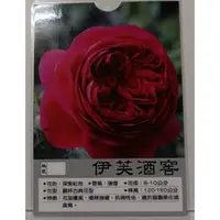 在飛比找蝦皮購物優惠-花田厝_玫瑰苗_伊芙酒窖  3.5吋黑軟盆_ 強香大輪