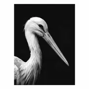 Stork Canvas Print