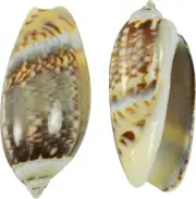 Olive Gibbosa Bulk Craft Shells Seashells Bag 1-1.5" (1 Kilo) (appx.500 pc)