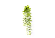 COIN LEAF 90cm Hanging Pot