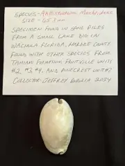 EXTINCT Fossilized COWRIE Shell ( Akleistostoma Macbrideae ) From Central Fl