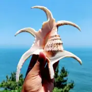 Natural Six Angle Conch Shells Sea Snail Aquarium Fish Tank Home Ornament