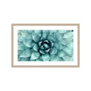 Succulent Mystique Framed 51x91cm Oak
