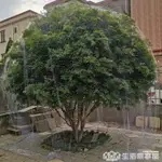 防蟲網罩橘子無花果防鳥網果樹紗網罩楊梅柿子藍莓果園用桃樹罩【摩可美家】