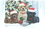 16 Embossed Boxed Christmas Cards "Labrador Retrievers" Artist Hunter