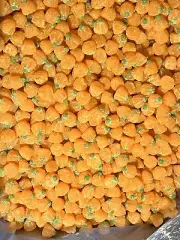 Sour Pumpkin Gummy Candy Bulk 8OZ 1LB 1.5LB 3LB 5LB 10LB