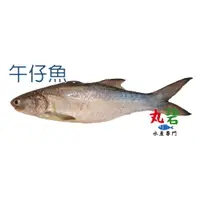 在飛比找蝦皮購物優惠-[丸碧水產] 午仔魚 250g/入 台灣 海水養殖 午仔