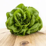 Lettuce - Butterhead Okayama Salad seeds