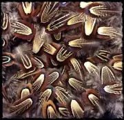 50 Rooster Pheasant Body Feathers 2” To 3” Brown Shoulder Feathers