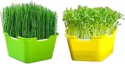 Seed Germination Tray with Lid Plant Germination Tray, Bean Sprouts Germination Kit Wheatgrass Grower, 7.8 X 7.4 X4.3