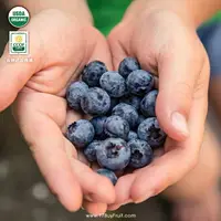 在飛比找樂天市場購物網優惠-【預購】美國農夫家新鮮有機藍莓～產地現採◆空運直送