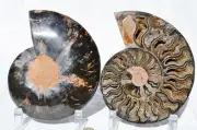 Large Black Ammonite Pair Nice Crystals 110myo FOSSIL XXL 160mm 6.4" 9568bb